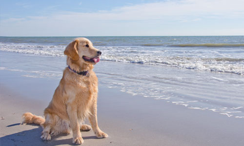 Pet Friendly Vacation Rentals