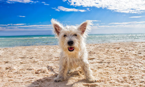 Pet Friendly Rentals in Sunset Beach