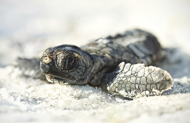 Image for Things To Do Sunset Beach Turtle Watch