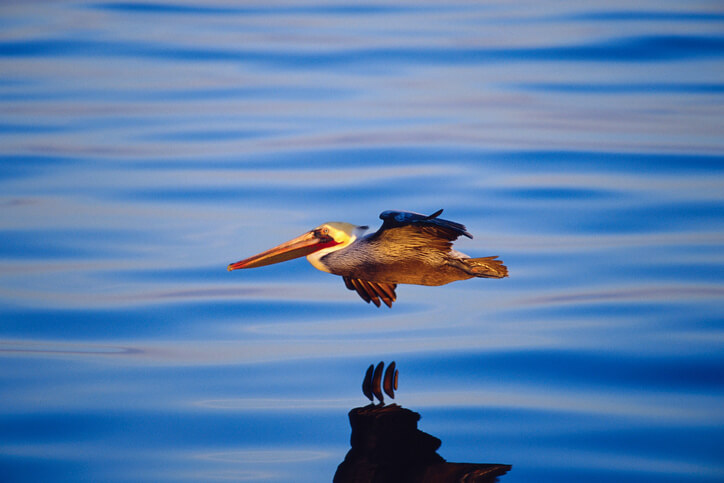 Image for Things To Do North Carolina Birding Trail
